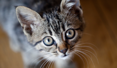 5 واقعیت جذاب در مورد گربه ها